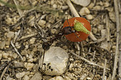 Novomessor albisetosus ant in family Myrmicinae, carrying berry to its nest, Chihuahuan Desert, Southeastern Arizona.