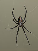 Black Wido Spider (Latrodectus sp.), Southeastern Arizona.