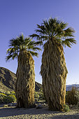 Palmiers de Californie (Washingtonia filifera) originaire de l'extrême sud-ouest des États-Unis et de Baja, au Mexique.