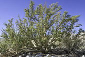Gommier (Bursera microphylla), Sud-ouest des États-Unis et Nord-ouest du Mexique.