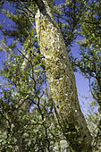 Bursera microphylla is a North American species of tree in the frankincense family in the soapwood order. It is found in the southwestern United States and Northwestern Mexico.