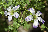 San Benito Island Mallo (Malva pacifica), San Benito Island, Baja, California, Mexico. This is an endemic species found on San Benito Island and several limited occurrences on the Baja mainland.