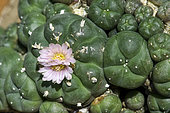 Peyote (Lophophora williamsii) is a small, spineless cactus with psychoactive alkaloids, particularly mescaline. It is native to Mexico and southwestern Texas.