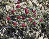 Oval-leaved Buckwheat (Eriogonum ovalifolium), Mammoth Mountain, Mono County, California.