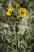 Blazing Star (Mentzelia lindleyi) is a desert wildflower which appears sometimes in broad swaths following good winter rains.