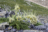 Alpine Thistle (Cirsium scopulorum), Mosquito Pass, Colorado.