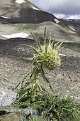 Cirse de montagne (Cirsium scopulorum), Mosquito Pass, Colorado.