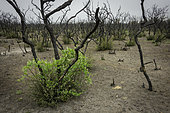 Scrub Oak (Quercus berberidifolia) sprouting after a fire in a scrub oak chaparral plant community. Many annual plants also sprout in this recovery period, producing seeds which will lie dormant in the soil until the next fire. A common fire follower is California Manroot (Mara fabaceus), seen growing around the base of the nearest scrub oak.