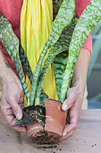 Potting a Sansevieria (Sansevieria masoniana) step by step. 1: release the root ball.