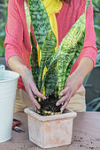 Potting a Sansevieria (Sansevieria masoniana) step by step. 3: install the root ball