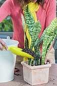 Potting a Sansevieria (Sansevieria masoniana) step by step. 4: fill with substrate.