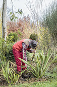 Man cleaning the foliage of New Zealand flax (Phormium tenax) in winter.