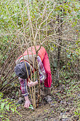 Size of an European cranberrybush (Viburnum opulus) in stem, in winter: cut straight shoots at the base.