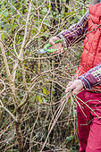 Size of an European cranberrybush (Viburnum opulus) in stem, in winter: shortening of the disordered stems