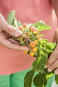 Woman inspecting cherries (bigarreaux) about to ripen.