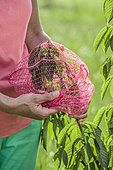 Tip to protect cherries from birds: wrap a few bunches in a recovery onion net.