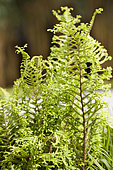 Male fern (Dryopteris filix-mas) 'Cristata', fern with curly foliage