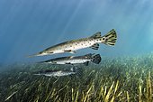 Florida Bone Pike (Lepisosteus platyrhincus), three, swimming over underwater plants, Rainbow River, Rainbow Springs State Park, Dunnelon, Florida, USA, North America