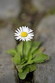 Daisies (Bellis perennis) growing out of a crack in pavement, Germany, Europe