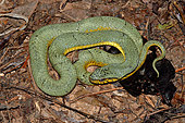 False palmviper (Xenodon werneri), French Guyana