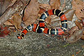 Common coral snake (Micrurus surinamensis), French Guyana