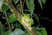 Monkey Frog (Phyllomedusa bicolor), French Guyana