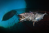 'Last Dawn, Last Gasp'. This winter, I went diving with some local fishermen. At 6 in the morning I was already in the water, as the nets were raised at first light. During the dive I followed the path of the fishing nets from the bottom to the surface. As the fishermen quickly hauled on the nets, I tried to take some shots of trapped fish still suffering in the mesh, such as this tuna ().