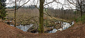 European beaver (Castor fiber), Dam and damage, Ardennes, Belgium