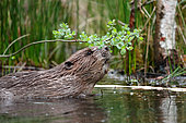 European beaver (Castor fiber) Eating branches of willow, Ardennes, Belgium