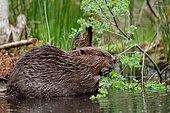 European beaver (Castor fiber) Eating branches of willow, Ardennes, Belgium
