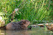 European beaver (Castor fiber) in water, Ardenne, Belgium