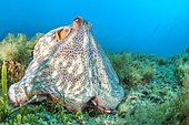 Common octopus (Octopus vulgaris), in Port-Cros National Park, Var, Provence-Alpes-Côte d'Azur, France