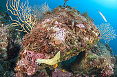 Giant Doris (Felimare picta) and Yellow Gorgonian (Eunicella cavolinii), in the Calanques National Park, Bouches-du-Rhône, Provence Alpes Côte d'Azur region, France.