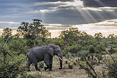 African bush elephant walking in bush under cloudy weather in Kruger National park, South Africa ; Specie Loxodonta africana family of Elephantidae