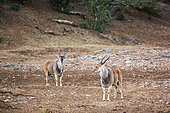 Two Common elands male walking on riverbank in Kruger National park, South Africa ; Specie