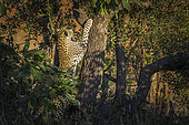 Léopard (Panthera pardus) grimpant à un arbre au crépuscule, Parc national Kruger, Afrique du Sud