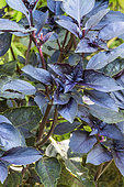 Ocimum basilicum purpurascens