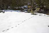 Trace of roe deer in the snow, Vercors, Corrençon en Vercors, France