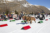 Departure of the race for the child Lekkarod Bessans, Haute Maurienne, Savoie, France