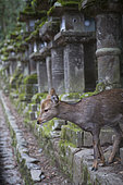 Sika deer (Cervus nippon) in Nara park, Japan