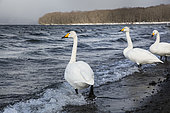 Whooper swans (Cygnus cygnus) near Lake Kussharo in winter, Hokkaido, Japan