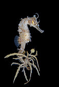 Seahorse drifting on Sargassum, Hippocampus species, during a blackwater dive near the surface with the bottom 600+ feet below. Palm Beach, Florida, U.S.A. Atlantic Ocean.