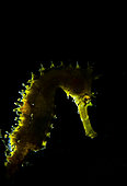 unidentified Seahorse, Hippocampus species, with backlighting and snooted front lighting. Anilao, Philippines. Pacific Ocean