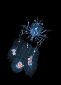 a larval Lobster grabs, not one, but three Siponophores. Photographed on a black water drift dive in 30-40 feet of water with the bottom more than 600 feet below. Palm Beach, Florida, U.S.A. Atlantic Ocean.