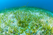 Mediterranean seagrass (Halophila stipulacea), lessepsian species, in the Kas Kekova marine protected area, Turkey.