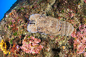 Mediterranean slipper lobster (Scyllarides latus) under an overhang, in the Kas Kekova marine protected area, Turkey