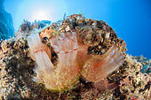 Lessepsian ascidians (Herdmania momus), in the Kas Kekova marine protected area, Turkey.