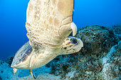 Loggerhead turtle (Caretta caretta), in the Kas Kekova marine protected area, Turkey.