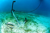 Boat anchor destroying a Slender Seagrass (Cymodocea nodosa). Marine Protected Area of Kas-Kekova, Turkey.