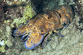 Mediterranean slipper lobster (Scyllarides latus) at night, in the Kas Kekova marine protected area, Turkey
